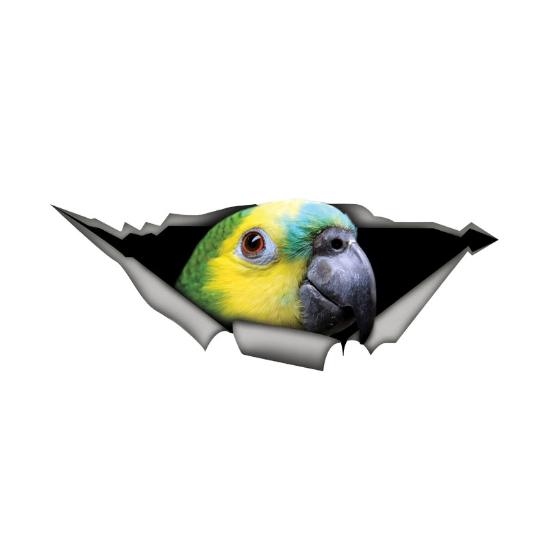 Car Accessories Amazon - DK582# Blue Fronted Amazon Parrot Car